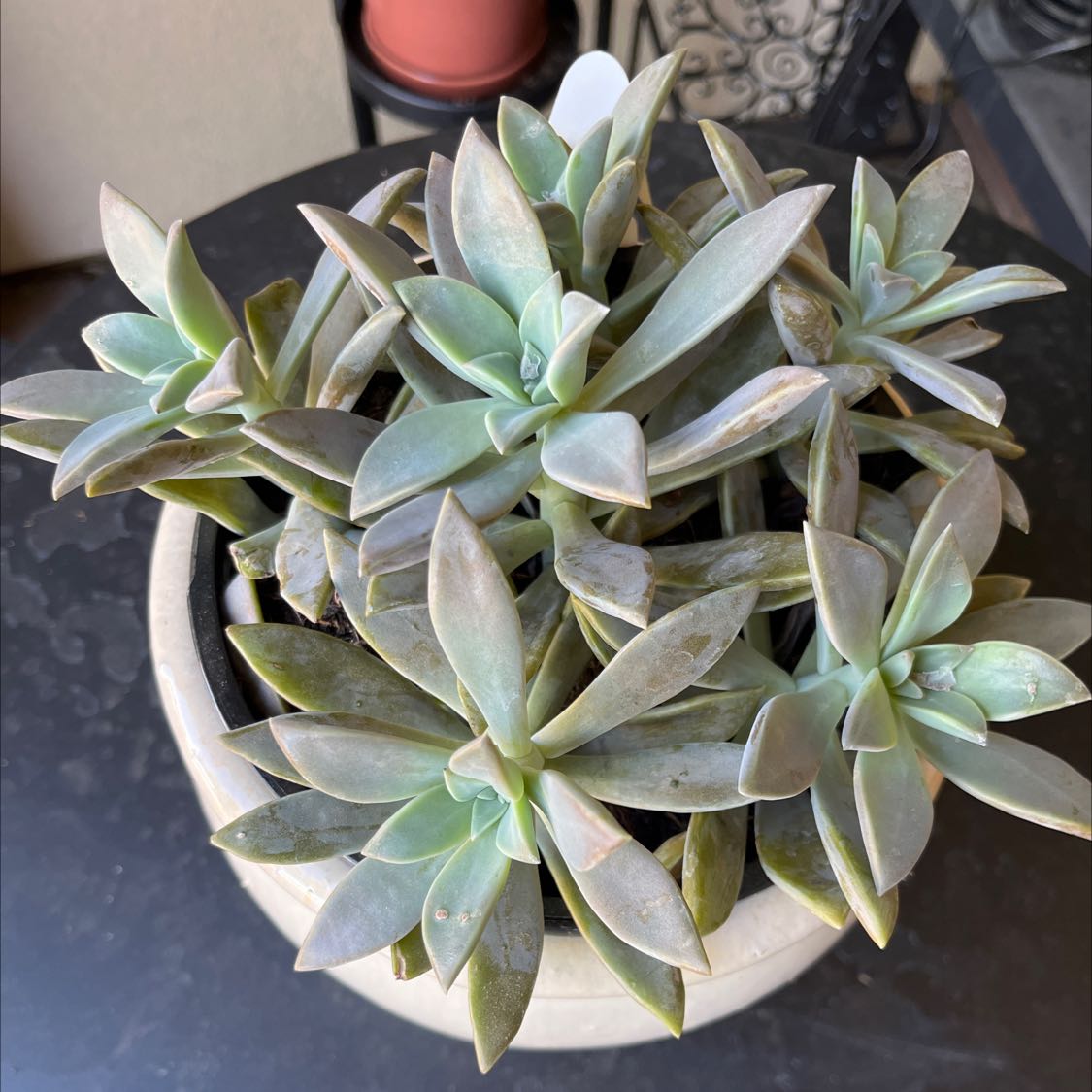 Photo of the plant species Ghost Plant by @AZplantMama named Echeveria on Greg, the plant care app