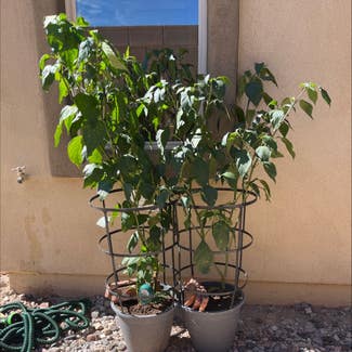 Pepper Plant plant in Gilbert, Arizona