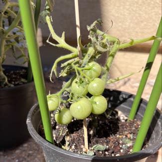 Tomato Plant plant in Gilbert, Arizona