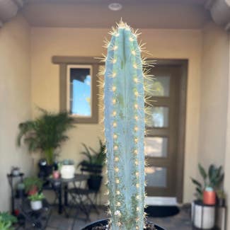 Blue Columnar Cactus plant in Gilbert, Arizona