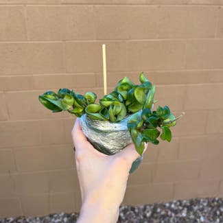 Hoya carnosa 'Compacta' plant in Gilbert, Arizona