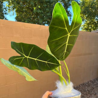 Alocasia 'Frydek' plant in Gilbert, Arizona