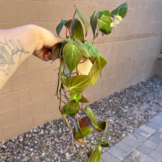 Philodendron Micans plant in Gilbert, Arizona
