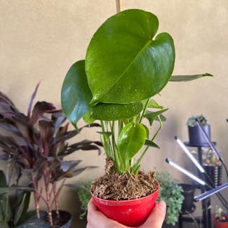 Monstera plant in Gilbert, Arizona