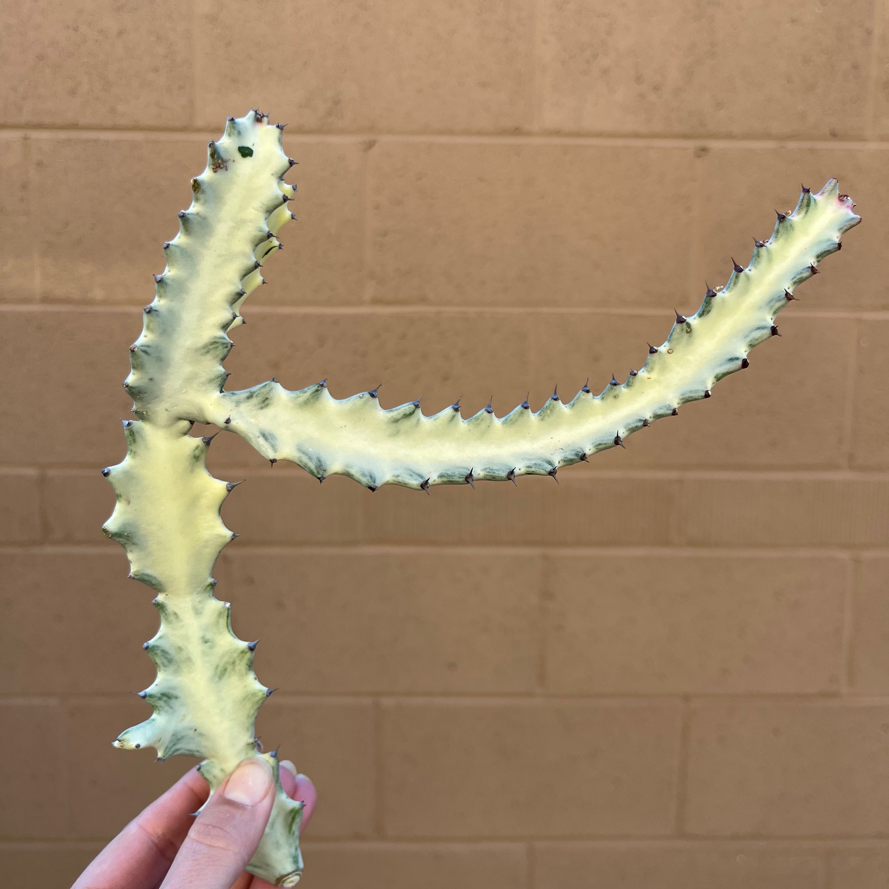 Photo of the plant species Dragon Bone Cactus by @AZplantMama named Ghost Euphorbia on Greg, the plant care app