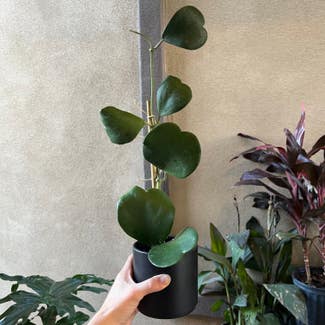 Sweetheart Hoya plant in Gilbert, Arizona