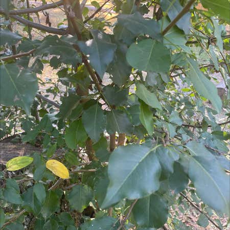 Photo of the plant species Bradford Pear by Chiefsourwood named Michelle Branch on Greg, the plant care app