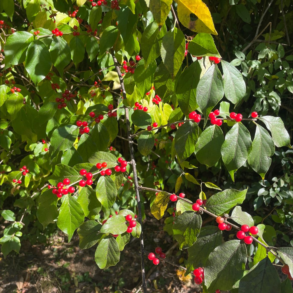 Amur Honeysuckle plant with green leaves and red berries, some leaves showing yellowing.