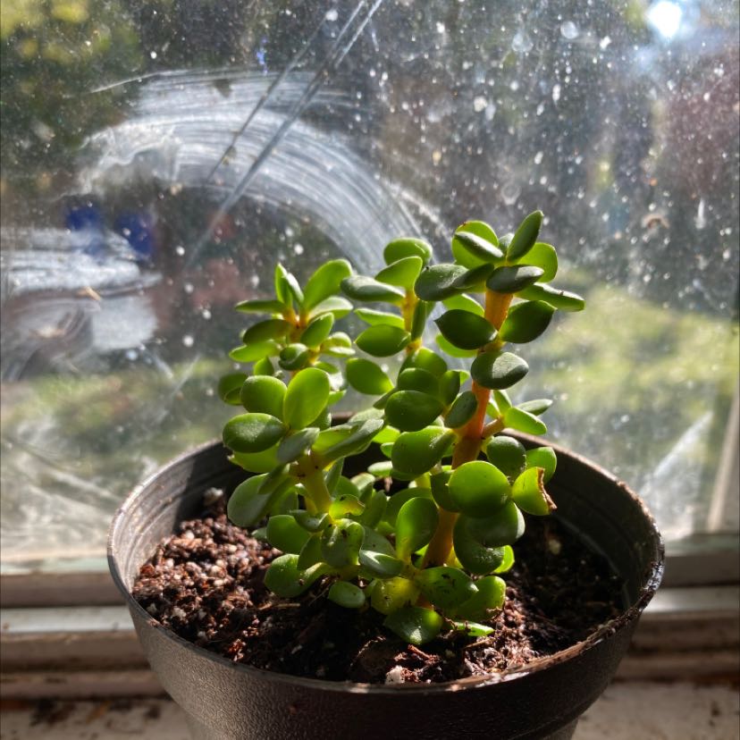 Plant care for Assorted Portulacaria on Greg, the plant care app