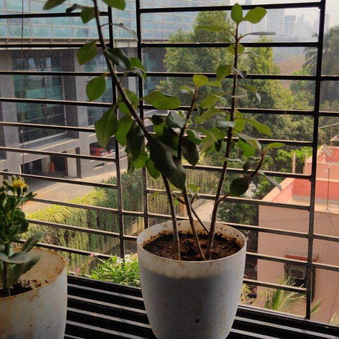 Photo of the plant species Thornless Crown of Thorns by @FastCowbane named Foxxy on Greg, the plant care app