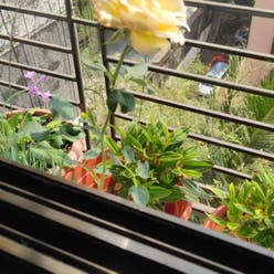 yellow rose plant