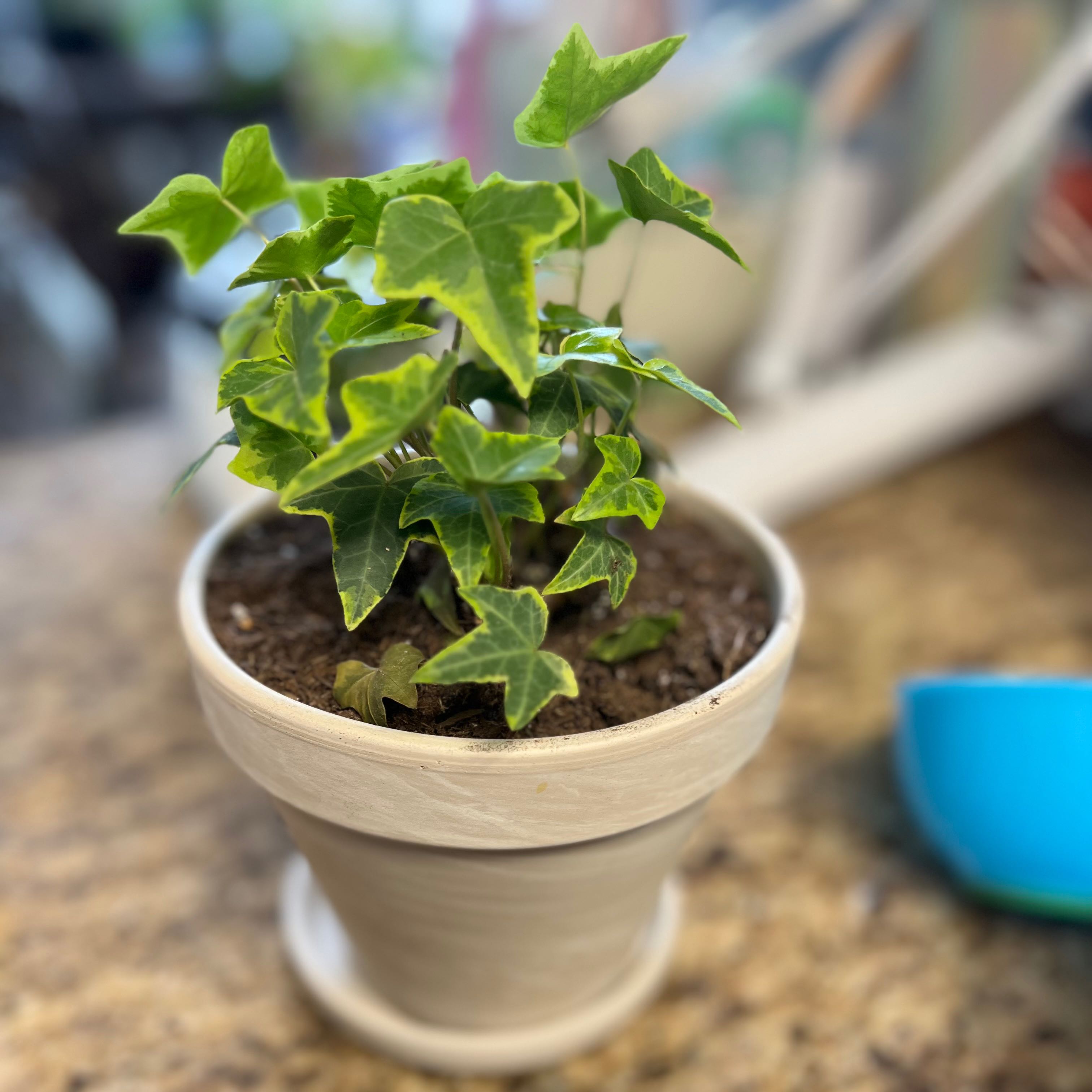 Potted English Ivy 'Goldchild' plant with vibrant green and yellow variegated leaves.