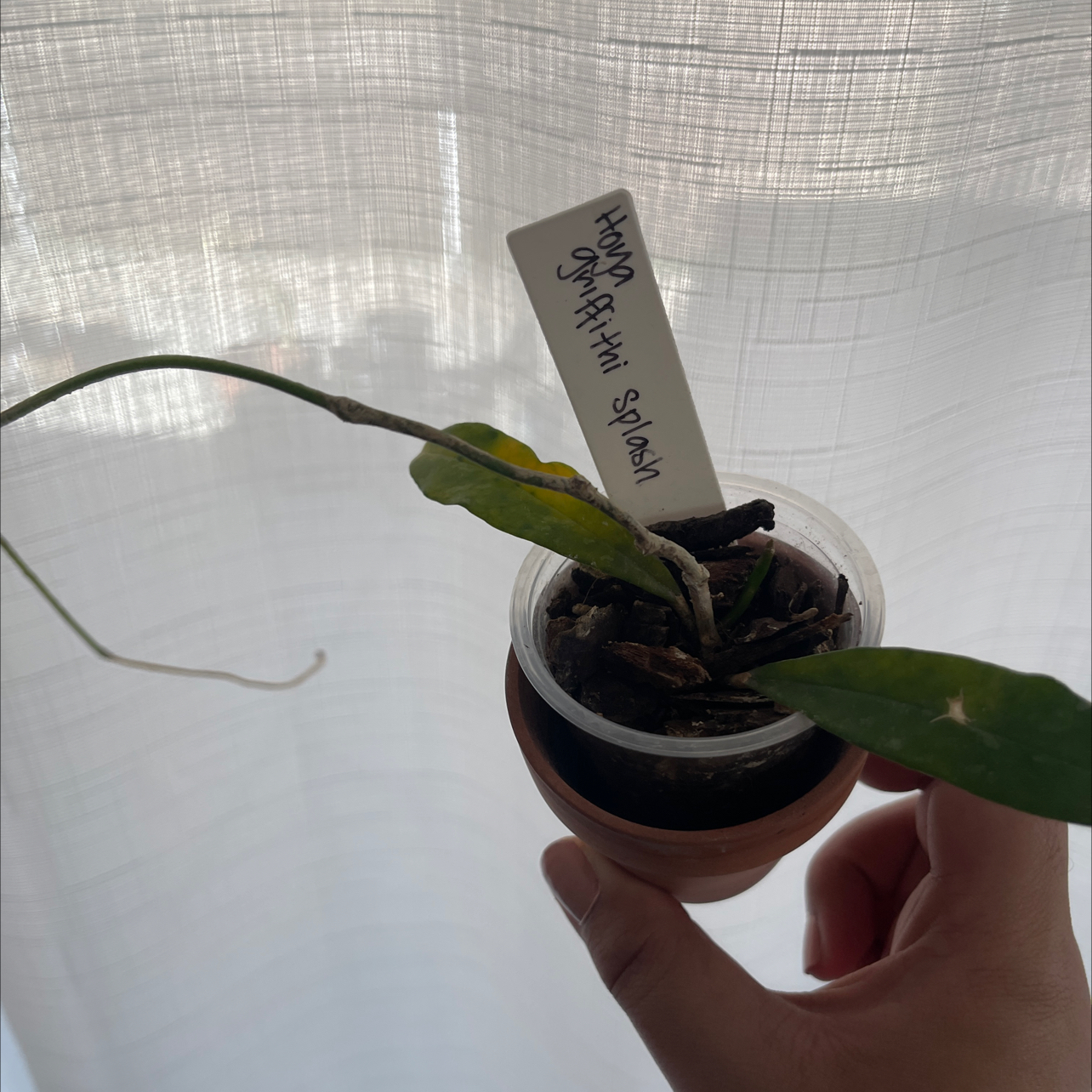 Photo of the plant species Hoya griffithii by @adrella named Hoya Griffithi Splash on Greg, the plant care app