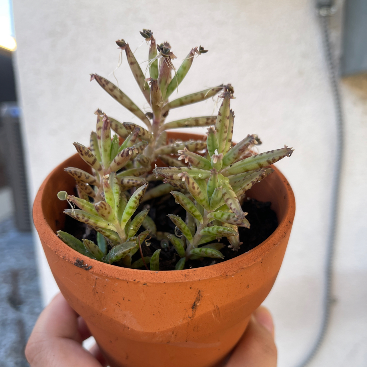 Photo of the plant species Mother of Millions by @adrella named Mother of Millions on Greg, the plant care app