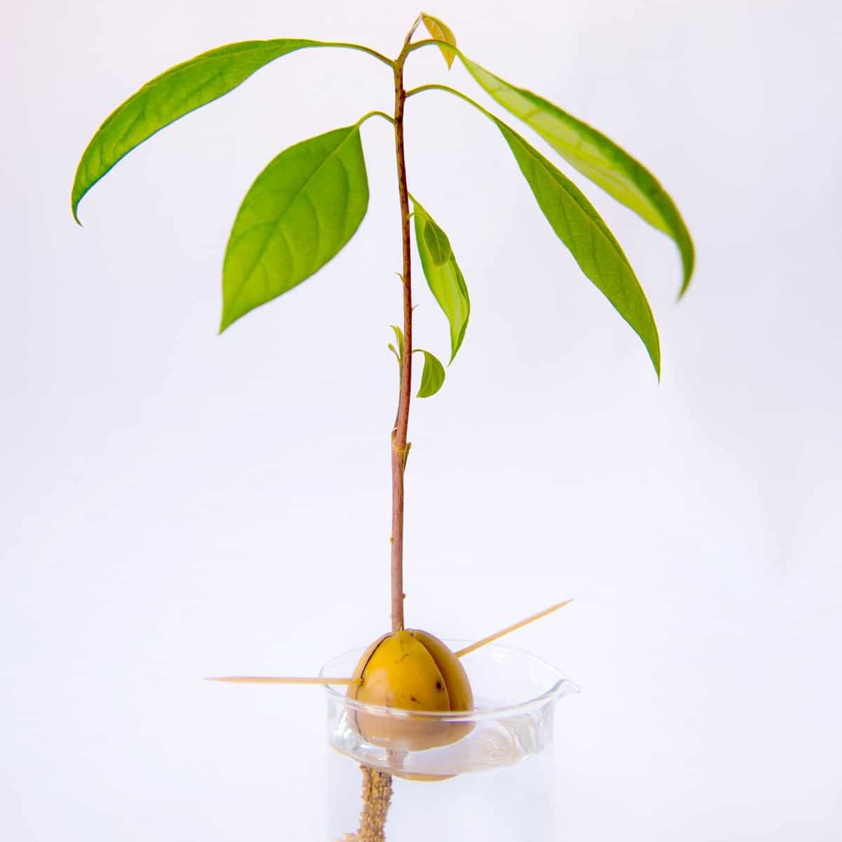 Photo of the plant species Wurtz Avocado by @adrella named Avocado Seed on Greg, the plant care app