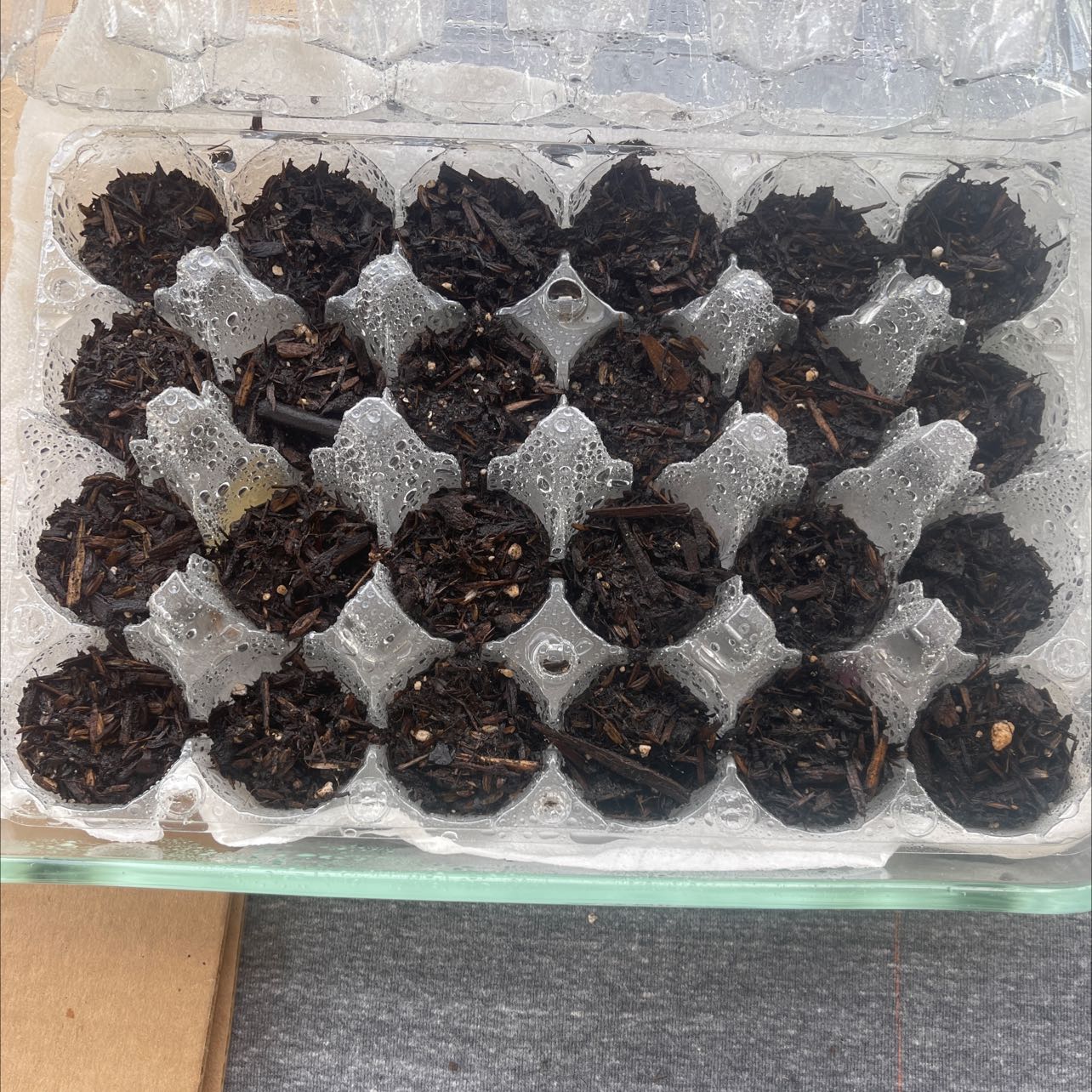 Seed tray with multiple cells filled with soil, likely for starting pumpkin seeds.
