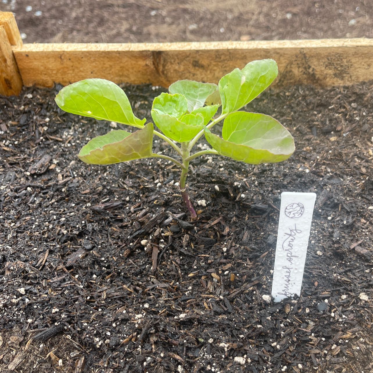 Young Brussels sprout plant with healthy green leaves in visible soil.