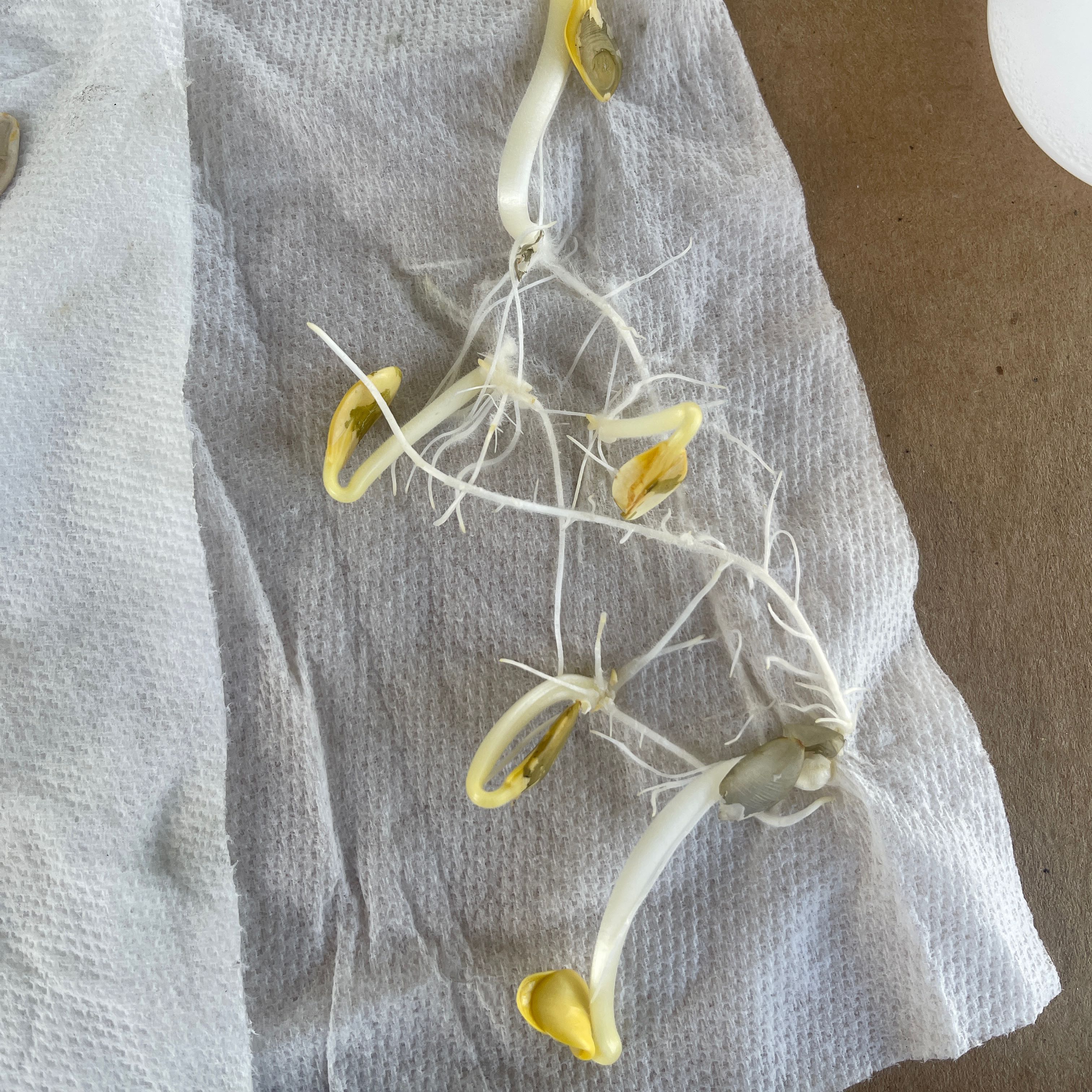 Pumpkin seedlings with white roots and yellow cotyledons on a paper towel.