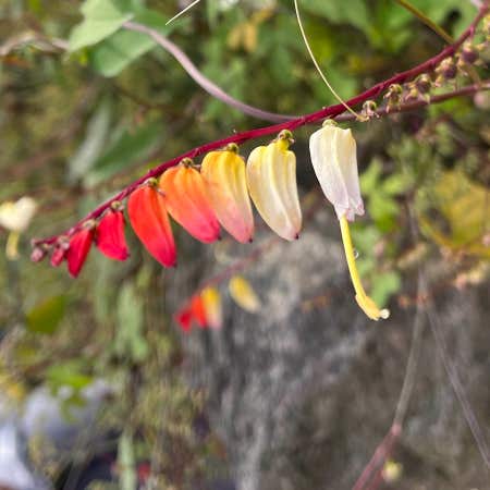 Photo of the plant species Exotic love vine by @UltraLecanora named Your plant on Greg, the plant care app