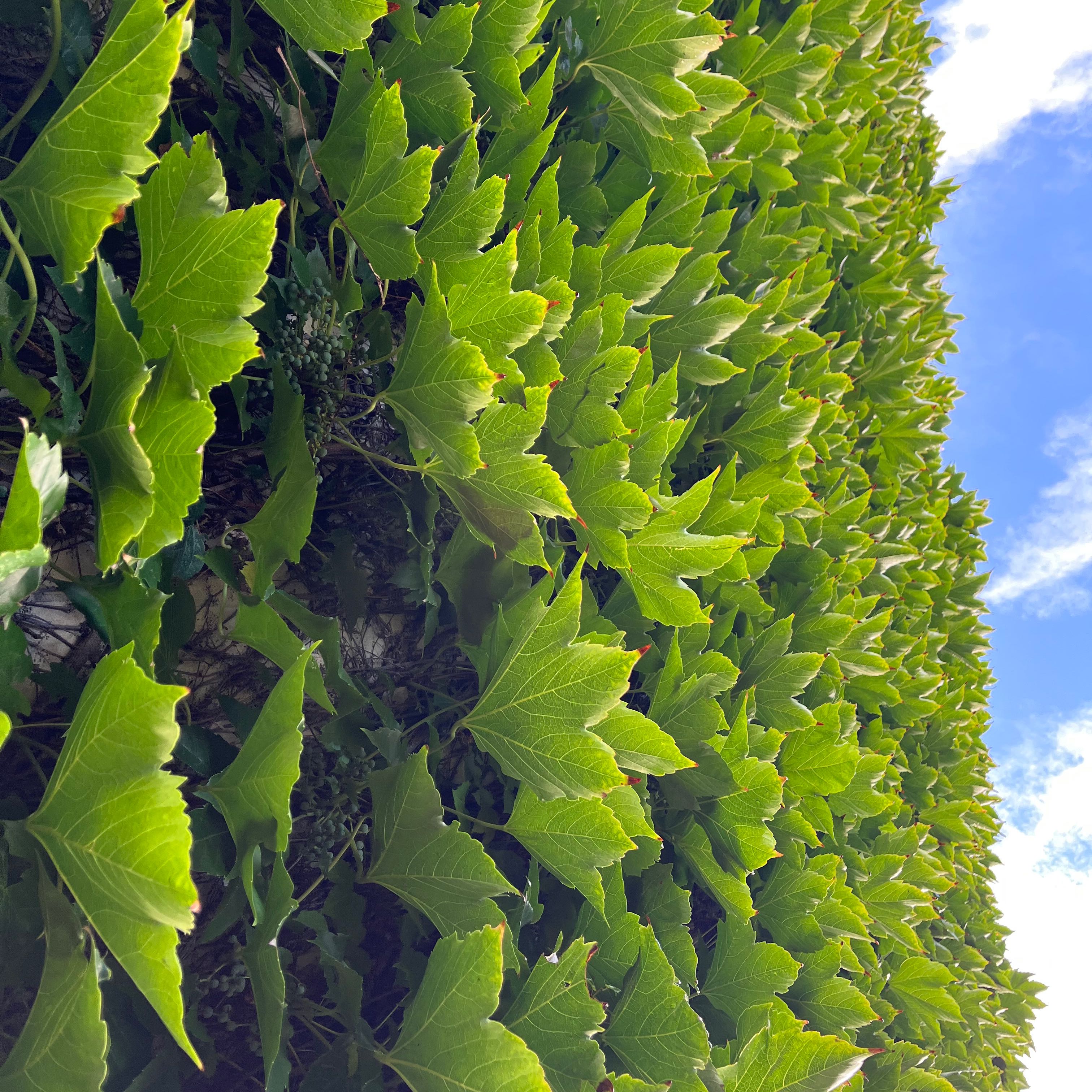Dense growth of healthy green leaves, likely Japanese Creeper, against a blue sky.