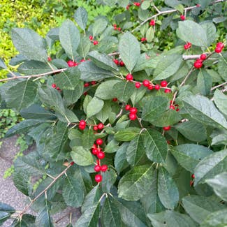 Winterberry plant in Northampton, Massachusetts
