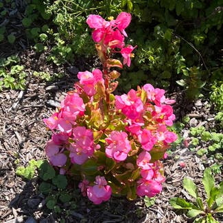 Clubed Begonia plant in Northampton, Massachusetts