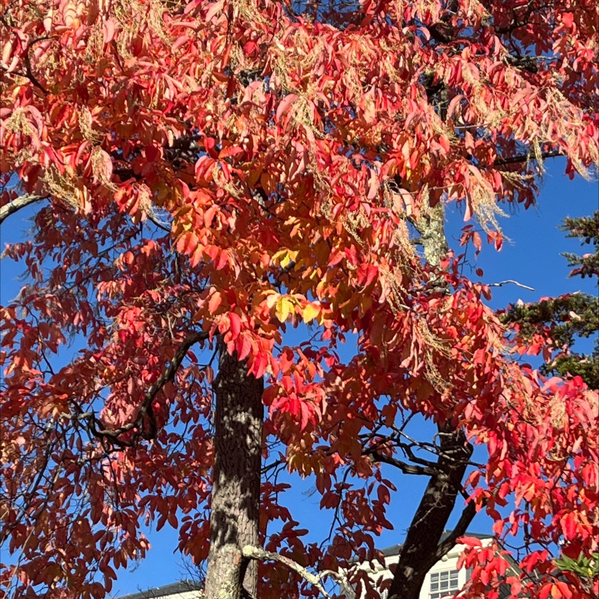 Photo of the plant species Sourwood by @UltraLecanora named Your plant on Greg, the plant care app