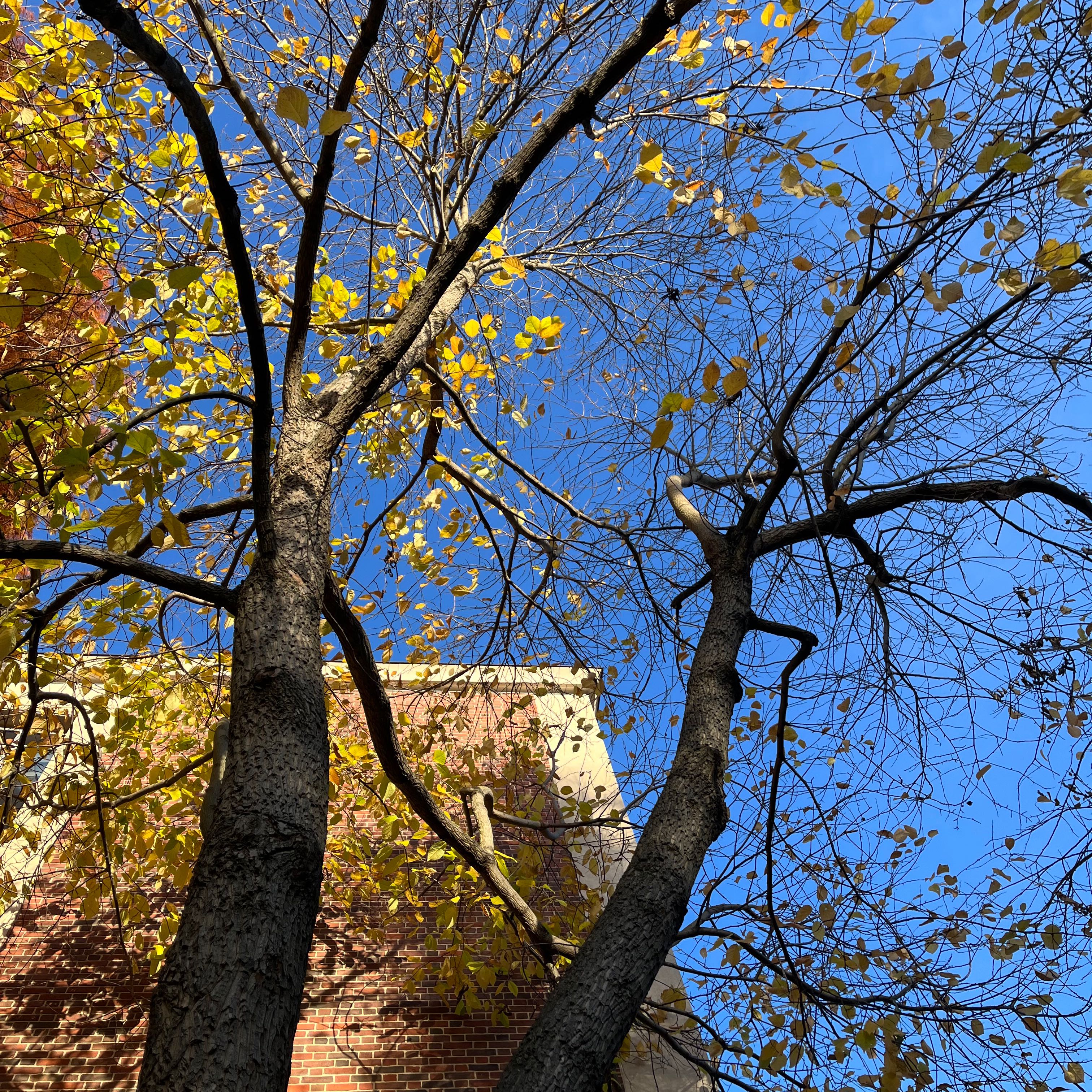 Plant care for Japanese Snowbell 'Snowfall' on Greg, the plant care app