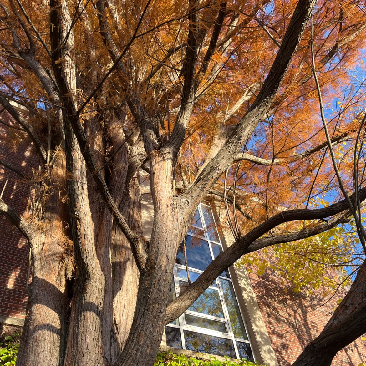 Bald Cypress Is Not Toxic To Dogs
