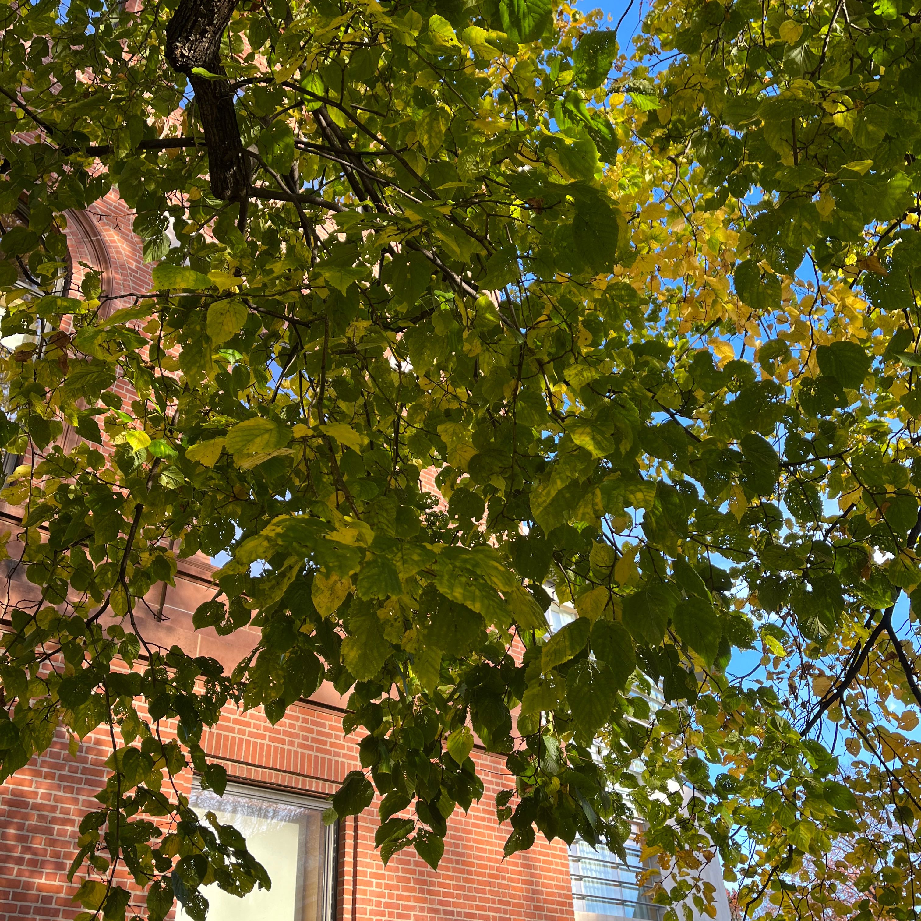 Photo of the plant species European Linden by @UltraLecanora named Your plant on Greg, the plant care app