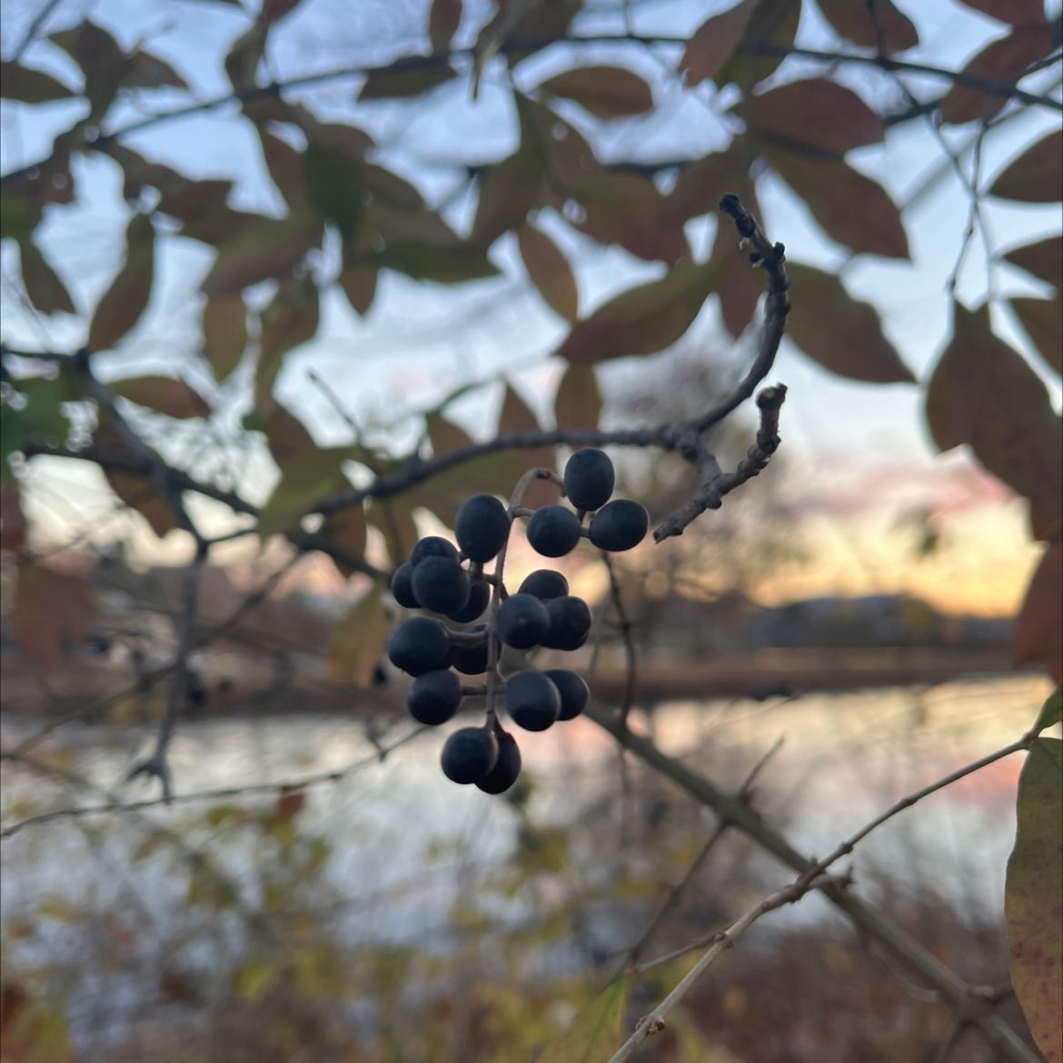 Plant care for California Prickbush on Greg, the plant care app