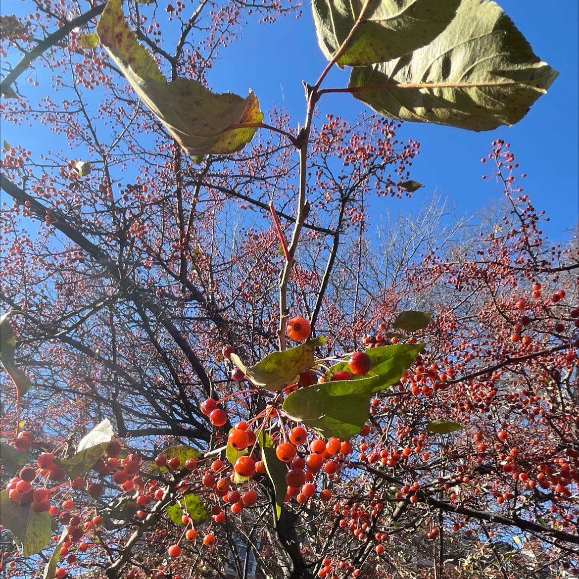 Asian Bittersweet plant with red berries and some yellowing and browning leaves against a clear blue sky.
