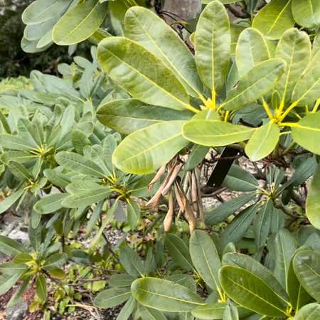 Photo of the plant species Plumeria Obtusa by Ultralecanora named Your plant on Greg, the plant care app
