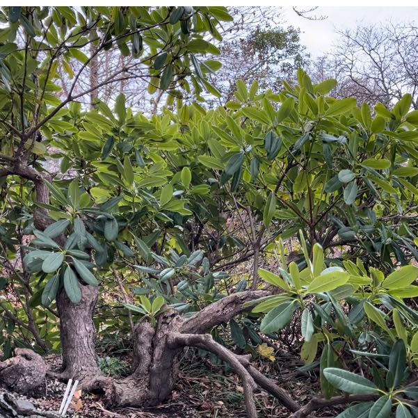 Photo of the plant species Red Mangrove by @UltraLecanora named Your plant on Greg, the plant care app