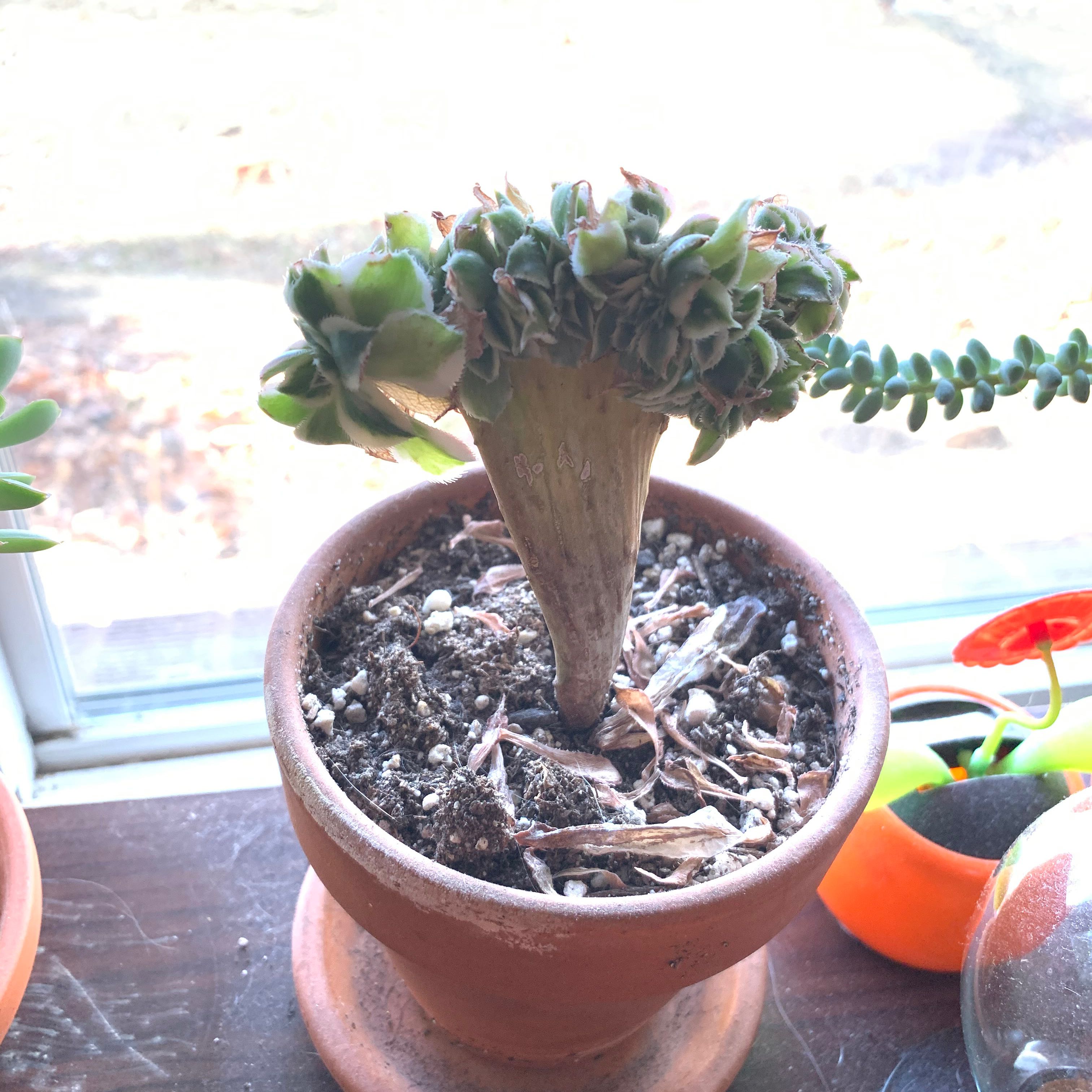 Aeonium 'Sunburst' plant in a terracotta pot with visible soil and some browning leaves.