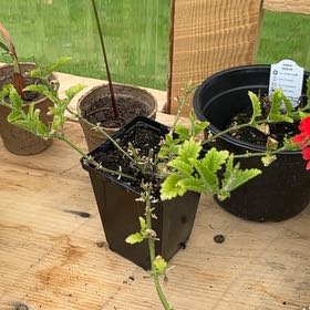 Photo of the plant species Burgundy Verbena by @TherapeuticFord named Duke on Greg, the plant care app