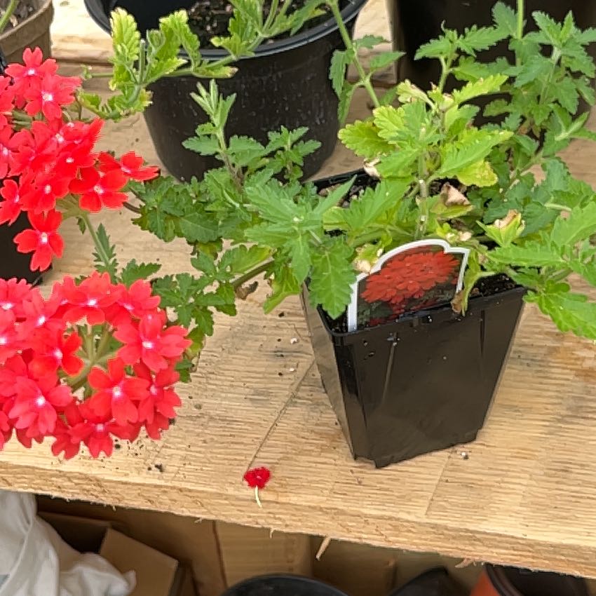 Photo of the plant species Burgundy Verbena by @TherapeuticFord named Gomez on Greg, the plant care app