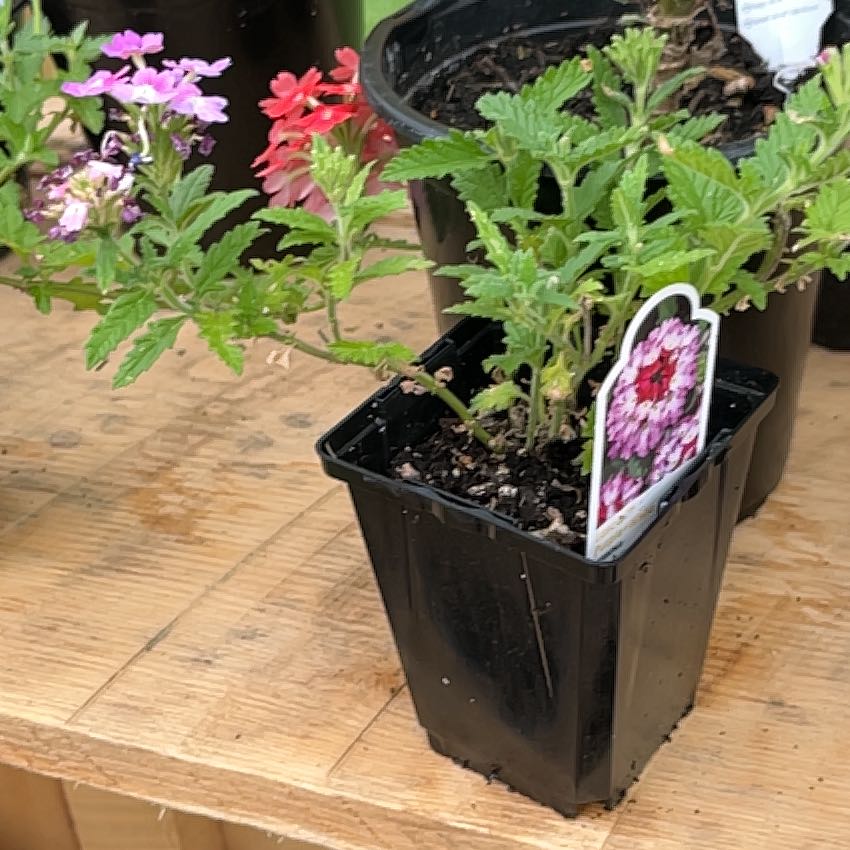 Photo of the plant species Burgundy Verbena by @TherapeuticFord named Queen on Greg, the plant care app