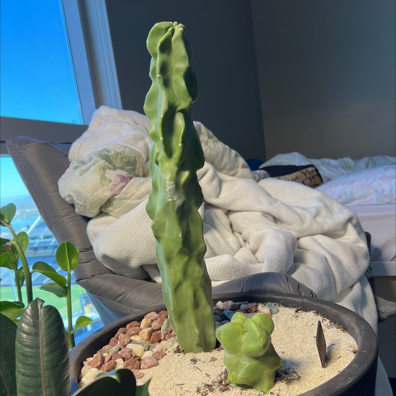 Photo of the plant species Spiral Totem Pole Cactus by @SinewyAirplant named Totem Pole on Greg, the plant care app