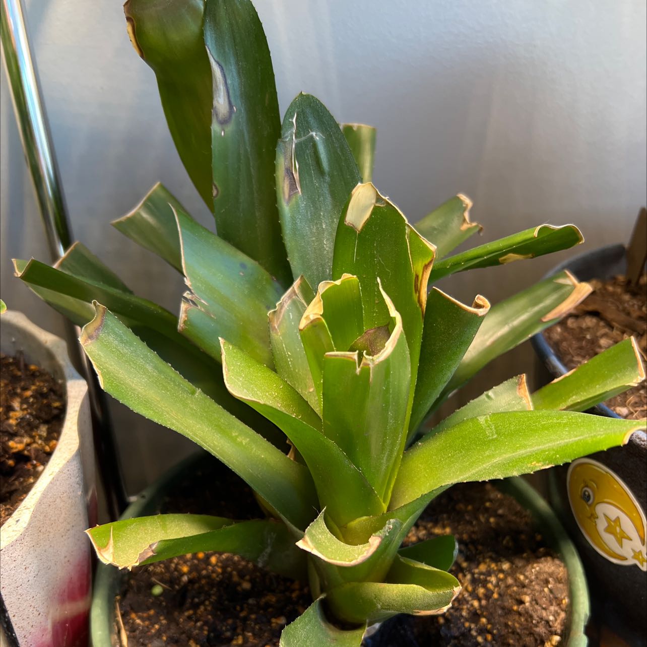 Photo of the plant species Neoregelia 'Raphael' by @SinewyAirplant named Ride-a on Greg, the plant care app