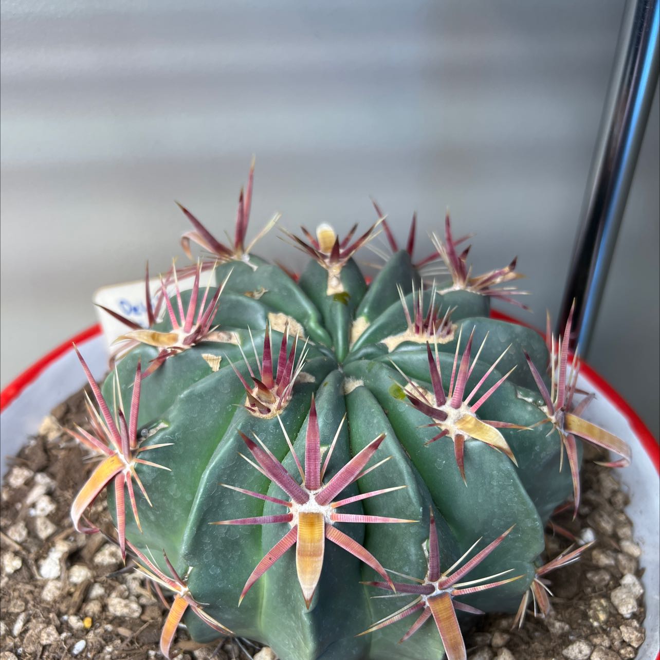 Devil's Tongue Barrel Cactus in a pot with visible soil, well-framed and in focus.