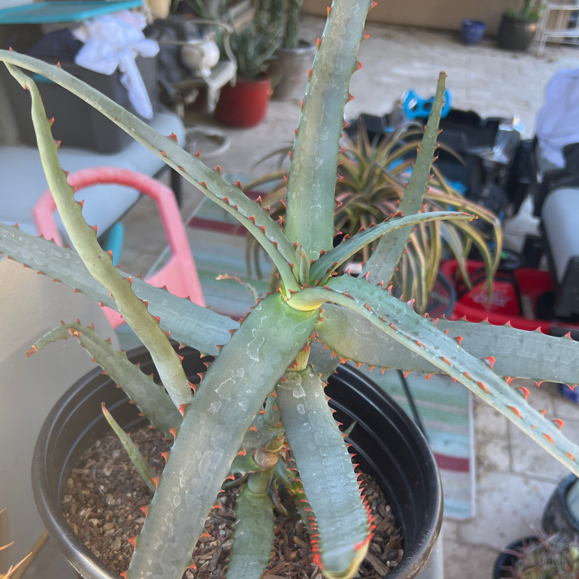 Photo of the plant species Aloe divaricata by @JuicyCarobtree named Shakira on Greg, the plant care app
