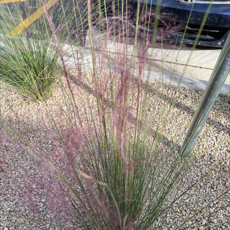 Photo of the plant species Muhlenbergia Capillaris by Juicycarobtree named Your plant on Greg, the plant care app