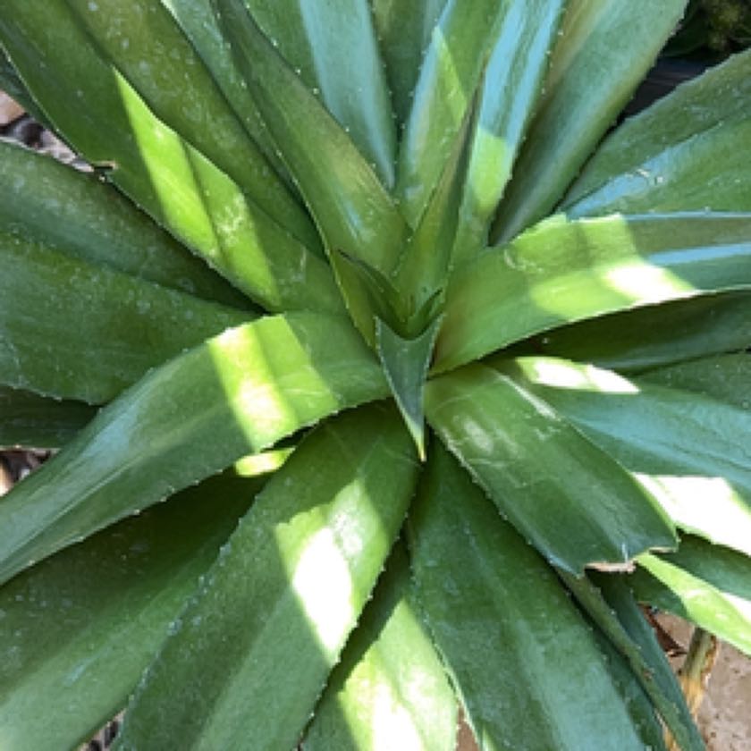 Photo of the plant species Mangave 'Red Wing' by @JuicyCarobtree named Pax on Greg, the plant care app