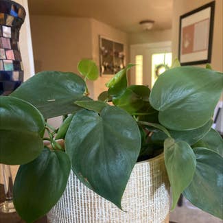 Heartleaf Philodendron plant in Vancouver, Washington