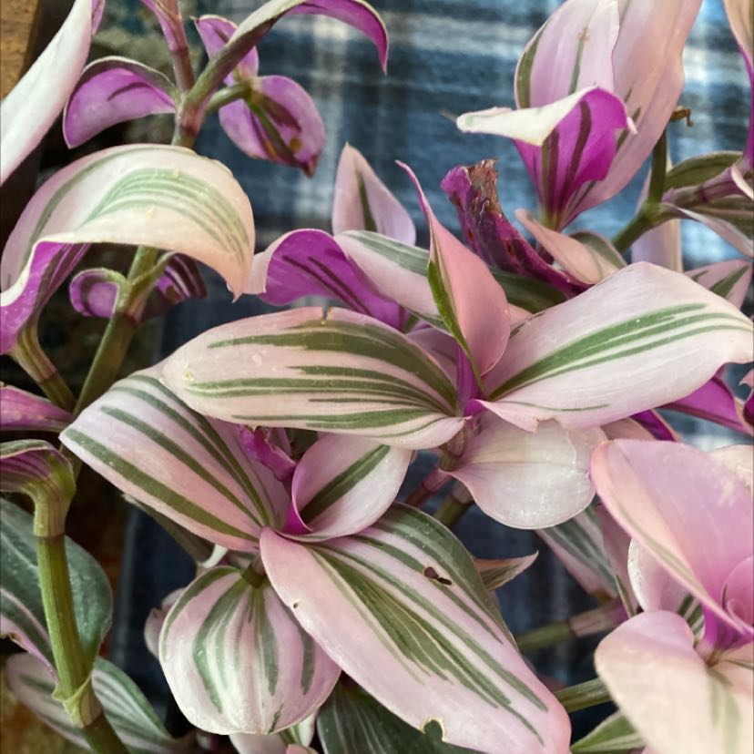 Photo of the plant species Small-Leaf Spiderwort by @NewFalseashok named Pinky on Greg, the plant care app