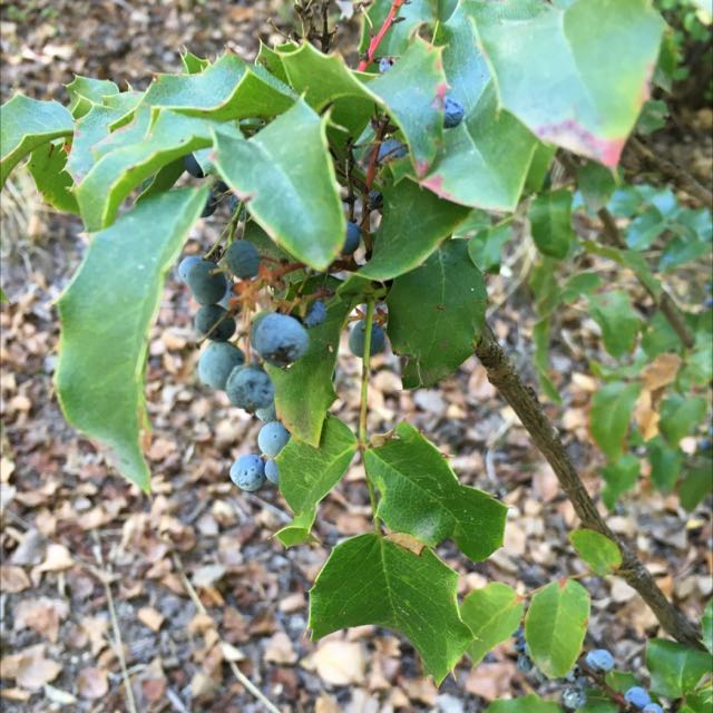 Photo of the plant species Oregon grape by @HeirPeacelily named Your plant on Greg, the plant care app