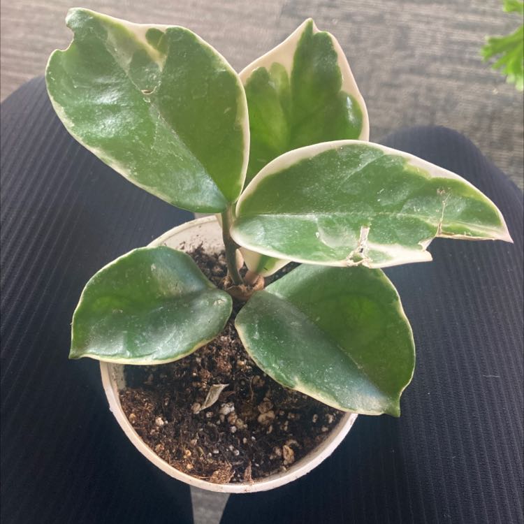 Photo of the plant species hoya carnosa snowball by @am.mour named Osmo on Greg, the plant care app