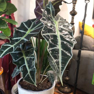 Alocasia Polly Plant plant in New York, New York