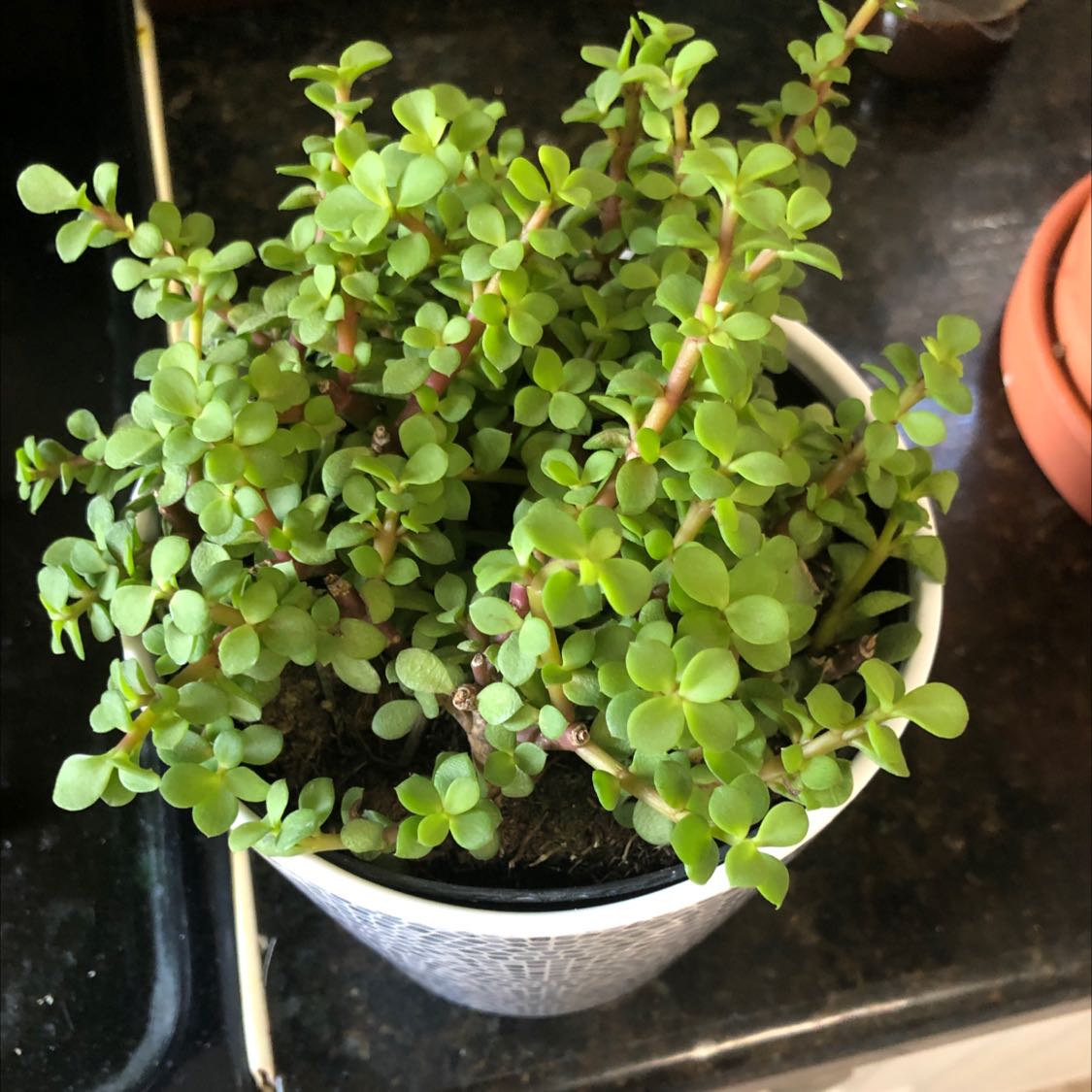 Photo of the plant species Elephant Bush by @ComicRosysedge named Ellie on Greg, the plant care app